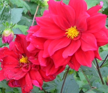 garden-dahlia-club.jpg